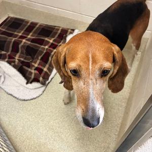 Minnie, Hound, adult, available for adoption