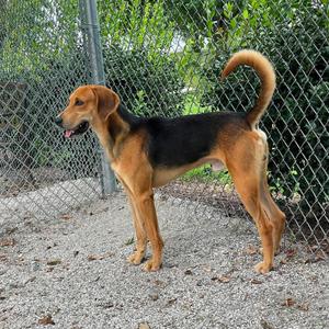 Jerky Joe, Hound, adult, available for adoption