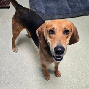 Jerky Joe, Hound, adult, available for adoption