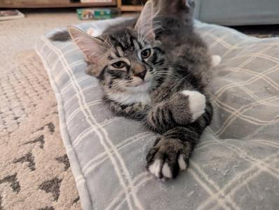 Jules, kitten, available for adoption