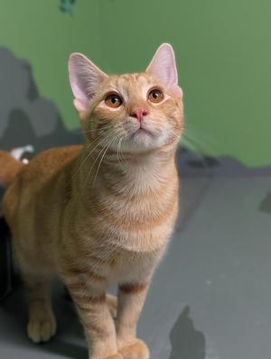 A ginger cat standing on a gray surface, looking up with its ears perked and eyes wide, against a green background.