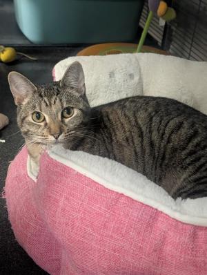 Paris, young, available for adoption