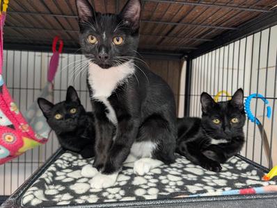 Mole` (bonded with Tajin), kitten, available for adoption