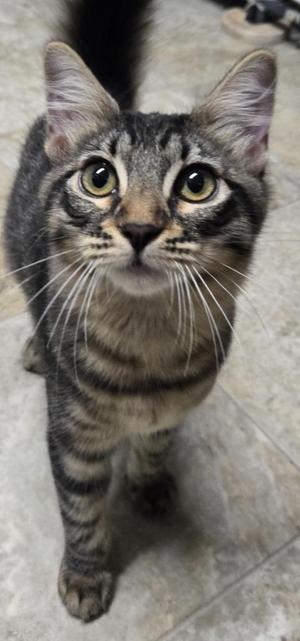 A tabby cat with large, expressive eyes looking up at the camera.