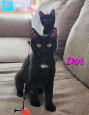 Inky, kitten, available for adoption