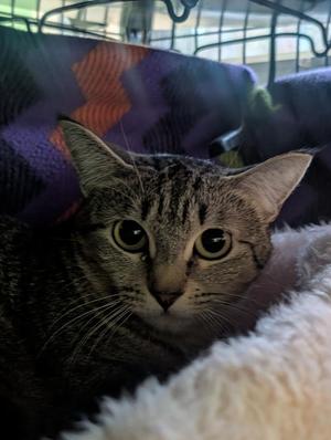 Mama Bear, young, available for adoption