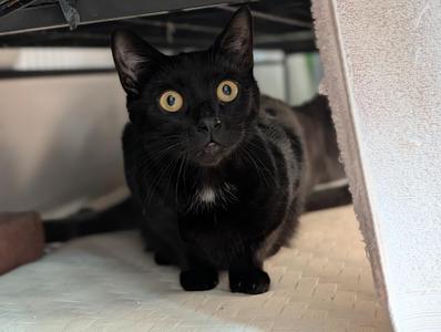 Monte (bonded with Theo), young, available for adoption