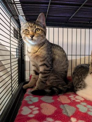 Ivy, kitten, available for adoption