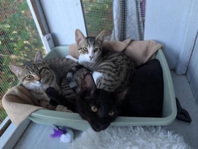 Ivy, kitten, available for adoption