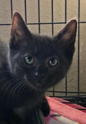A black kitten with large green eyes sitting in a cage.