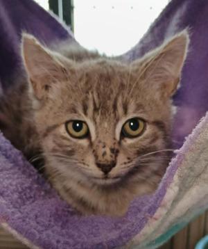 Mirical, kitten, available for adoption