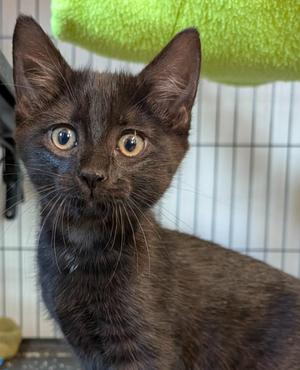 Rita May, kitten, available for adoption