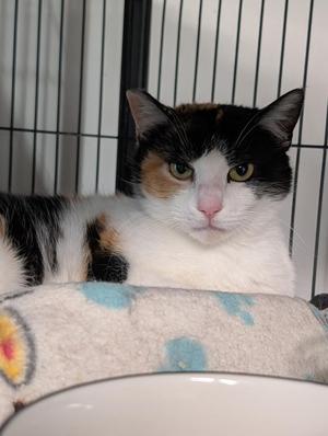 Bunni, young, available for adoption