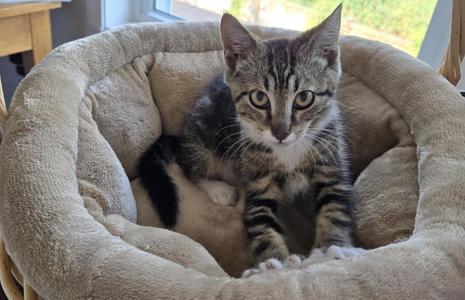 A tabby cat sitting in a cozy, circular cat bed.