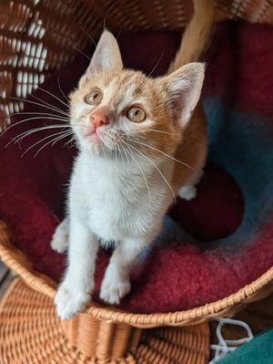 Bellini, kitten, available for adoption