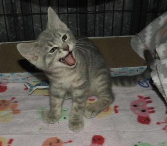 Hope, kitten, available for adoption
