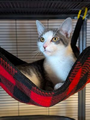 Chase, kitten, available for adoption