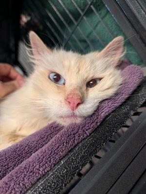 Monroe, adult, available for adoption
