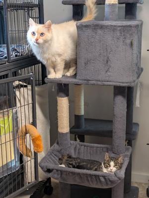 Two cats on a cat tree. One white cat is standing on the top level, and a tabby cat is lying in a hammock on the lower level.
