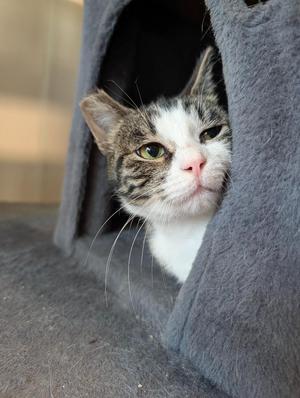 Regina, young, available for adoption