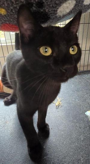Pluto, kitten, available for adoption
