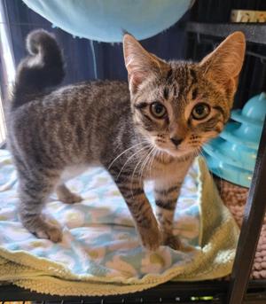 Amelia, kitten, available for adoption