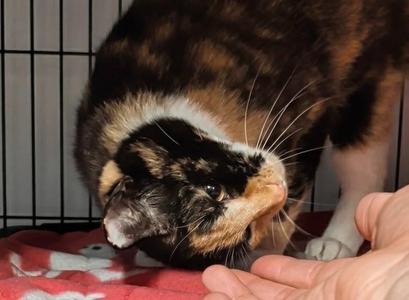 Madrona, young, available for adoption
