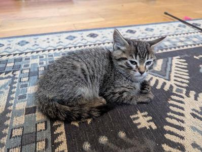Butch, kitten, available for adoption