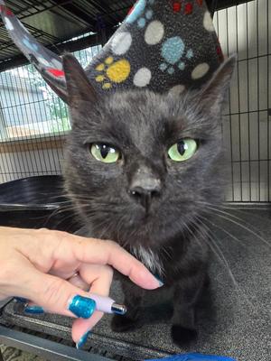Bagheera, young, available for adoption