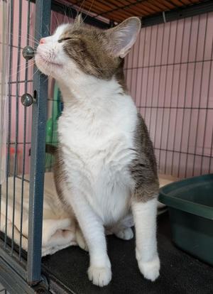 Daisy, young, available for adoption