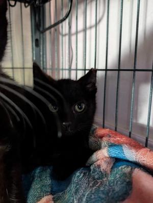 Jet (bonded with Boo), kitten, available for adoption
