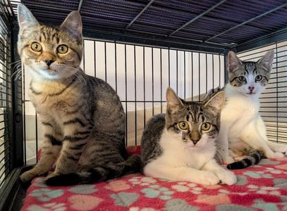 Hemlock, kitten, available for adoption