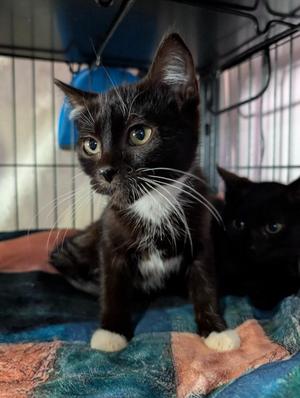 Boo (Bonded with Jet), kitten, available for adoption