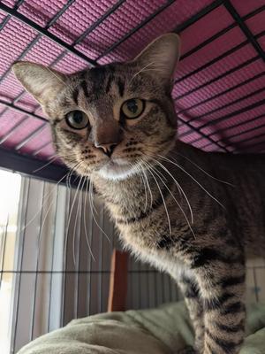 Rufio, young, available for adoption