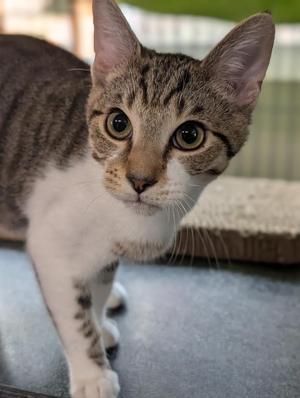 A tabby and white cat with large, expressive eyes, standing on a surface with a blurred background.