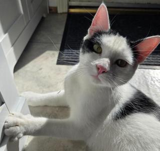 Astro, young, available for adoption