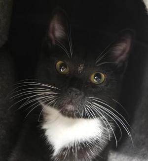 Close-up of a black and white cat with yellow eyes