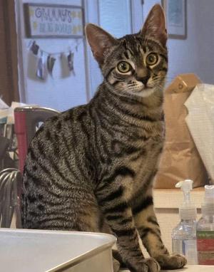 Everly (w/Rowe), kitten, available for adoption