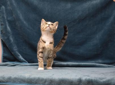 Raylin, kitten, available for adoption