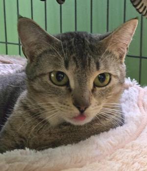 Mama Socks, young, available for adoption