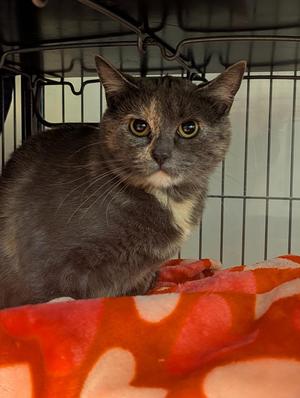 Callie, young, available for adoption