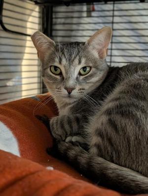 Molly Mama, young, available for adoption