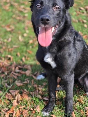 Piper, Border Collie, young, available for adoption