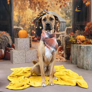 Hopper, Rhodesian Ridgeback, adult, available for adoption