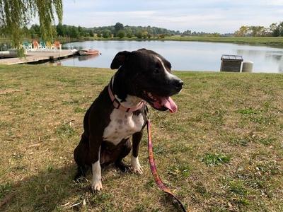 Maisie, American Bully, adult, available for adoption