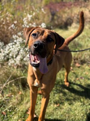 Mallard, Hound, young, available for adoption