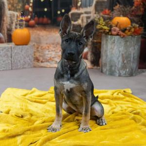 Sway, Belgian Shepherd / Malinois, puppy, available for adoption