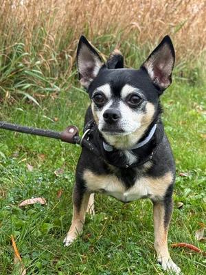 Pablo, Chihuahua, adult, available for adoption