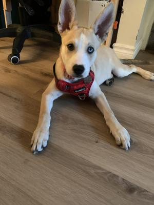 Skye, Husky, puppy, available for adoption