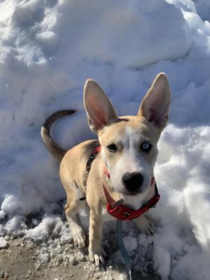 A small dog with a light brown and white coat, standing in the snow. The dog has large, pointed ears, blue eyes, and is wearing a red harness. Its tail is curled upwards, and it appears to be looking directly at the camera.